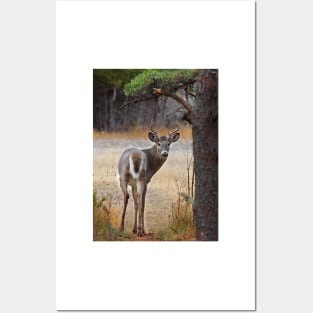 Gotcha! - White-tailed Deer Posters and Art